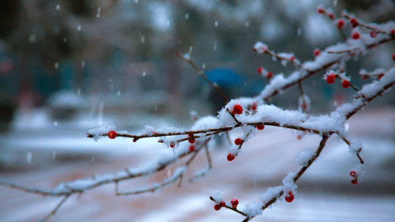雪梅.jpg 雪梅.jpg