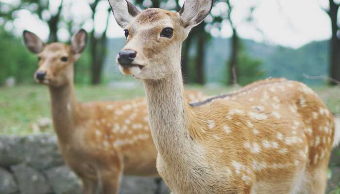 梅花鹿2.jpg 梅花鹿2.jpg