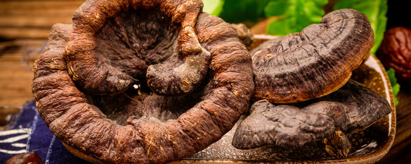 灵芝1.jpg 灵芝1.jpg