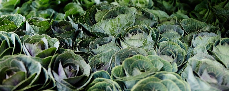 菜800.jpg 菜800.jpg