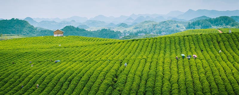 茶800.jpg