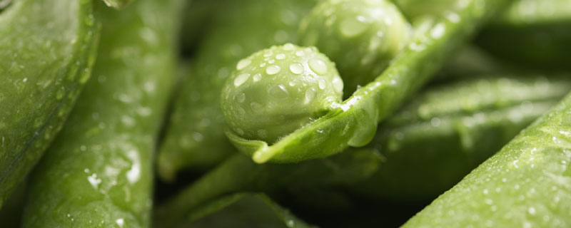 豌豆粒1.jpg 豌豆粒1.jpg