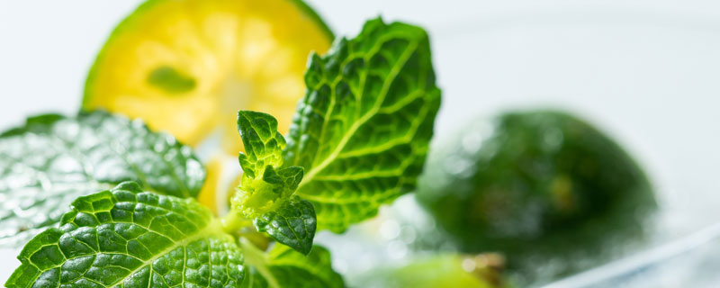 薄荷1.jpg 薄荷1.jpg