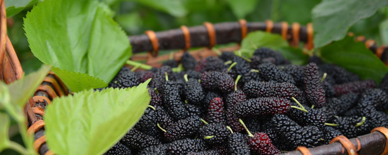 桑葚1.jpg 桑葚1.jpg