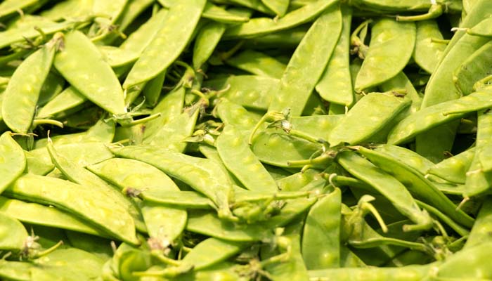 宽扁豆角2.jpg 宽扁豆角2.jpg