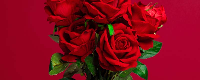 玫瑰花1.jpg 玫瑰花1.jpg
