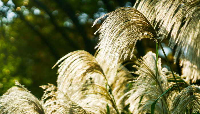 芦苇2.jpg 芦苇2.jpg