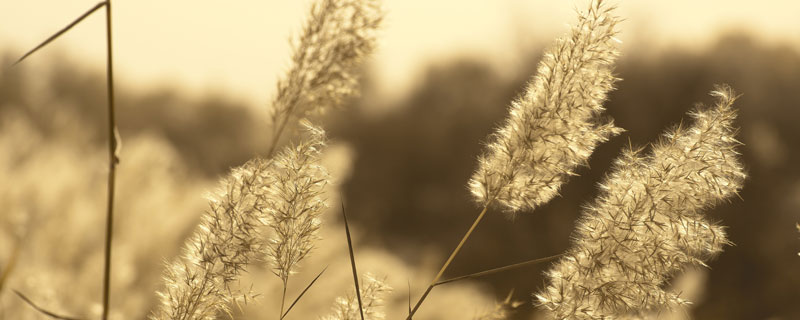 芦苇1.jpg 芦苇1.jpg