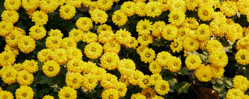 菊花1.jpg 菊花1.jpg