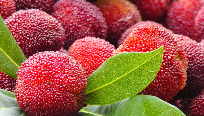 杨梅2.jpg 杨梅2.jpg