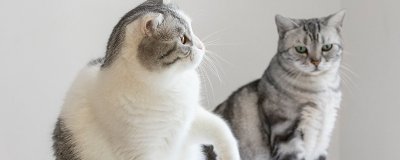 猫猫1.jpg 猫猫1.jpg