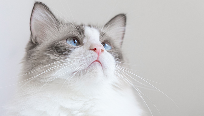 猫猫2.jpg 猫猫2.jpg