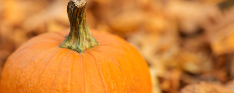 南瓜1.jpg 南瓜1.jpg