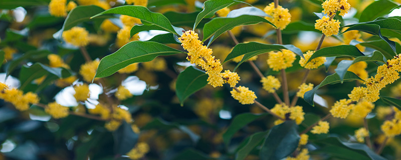 桂花6.jpg 桂花6.jpg