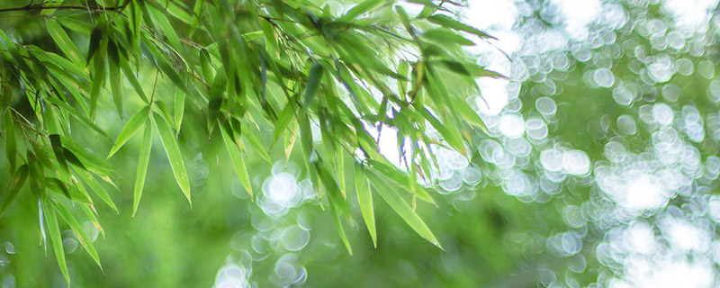 竹子8.jpg 竹子8.jpg