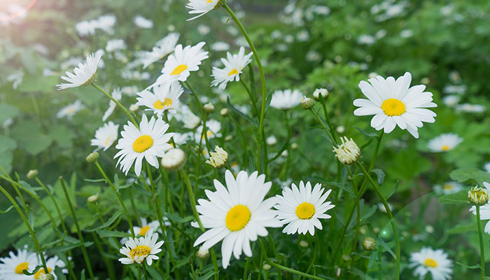 花9.jpg 花9.jpg