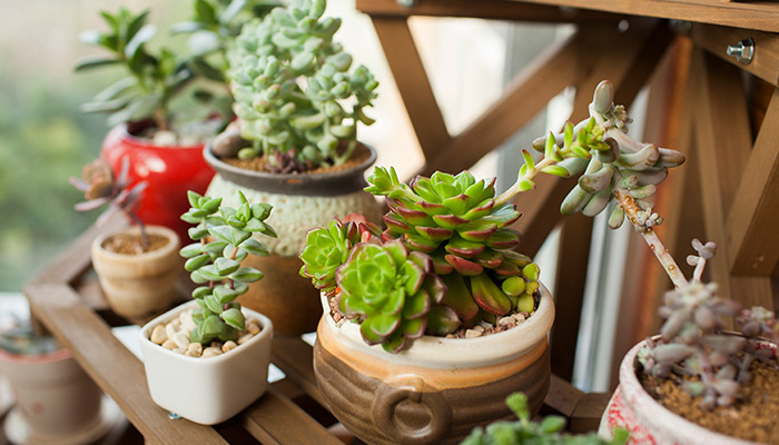 多肉5.jpg 多肉5.jpg