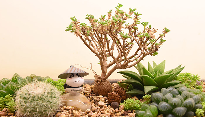 多肉3.jpg 多肉3.jpg