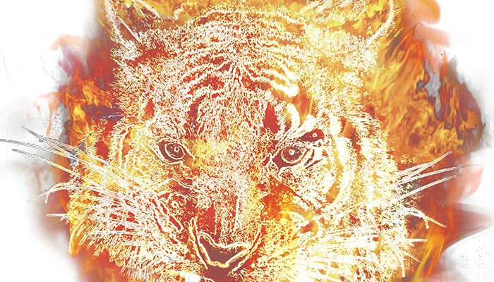 老虎-42.jpg 老虎-42.jpg