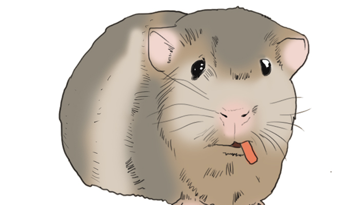 荷兰猪6.jpg 荷兰猪6.jpg