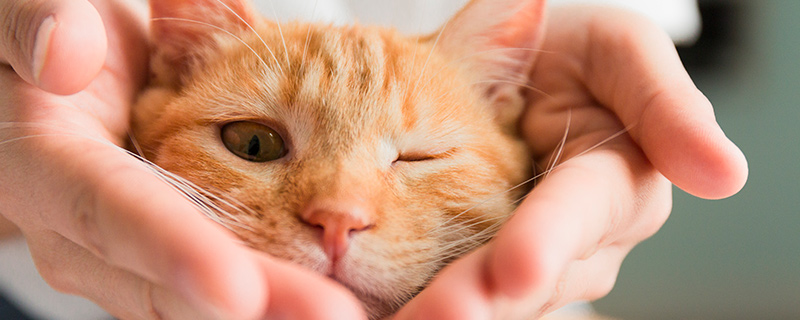 猫18.jpg 猫18.jpg