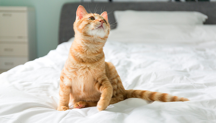 猫-44.jpg 猫-44.jpg