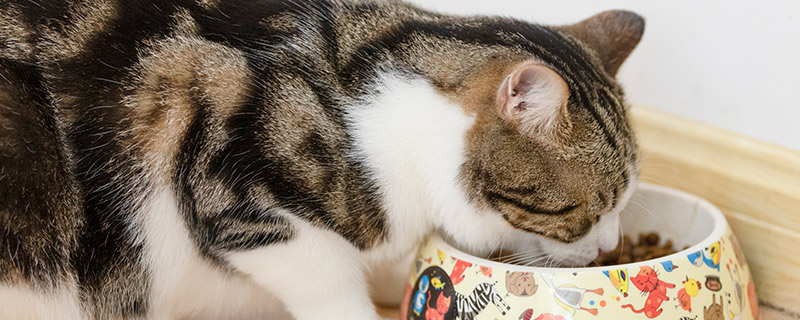 猫27.jpg 猫27.jpg