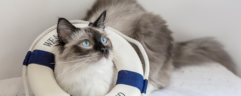 猫26.jpg 猫26.jpg