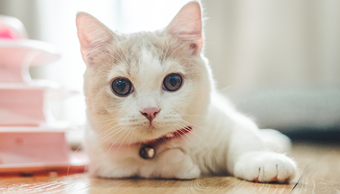 猫-28.jpg 猫-28.jpg