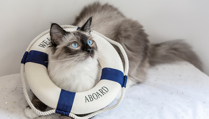 猫-23.jpg 猫-23.jpg