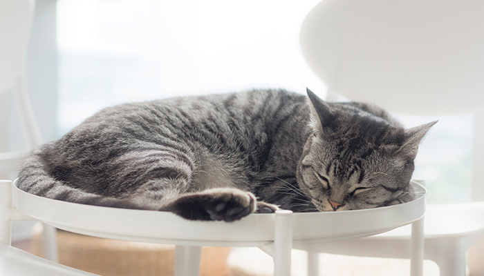 猫-27.jpg 猫-27.jpg