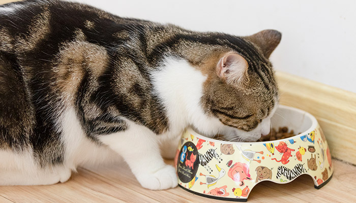 猫-24.jpg 猫-24.jpg