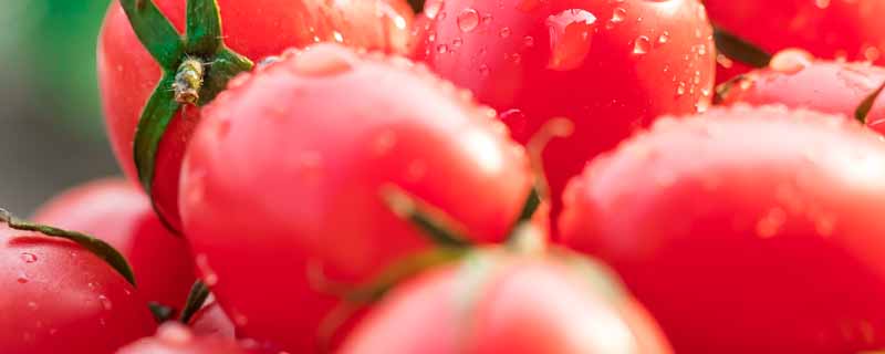 西红柿1.jpg 西红柿1.jpg