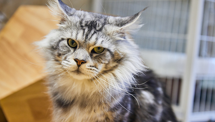 猫咪-17.jpg