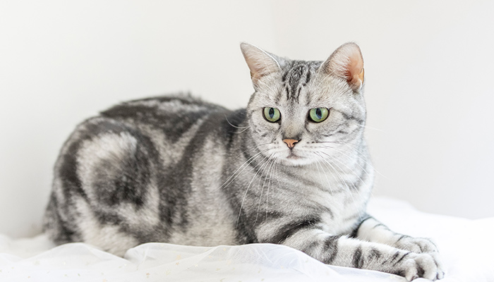 猫-25.jpg 猫-25.jpg