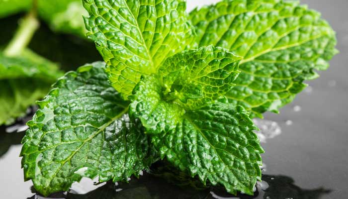 薄荷2.jpg 薄荷2.jpg