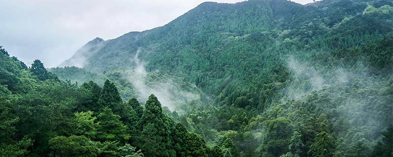 树木-19.jpg 树木-19.jpg