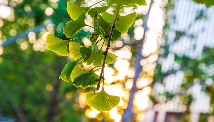 树木27.jpg 树木27.jpg