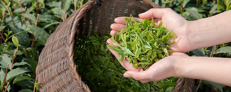 绿茶28.jpg 绿茶28.jpg