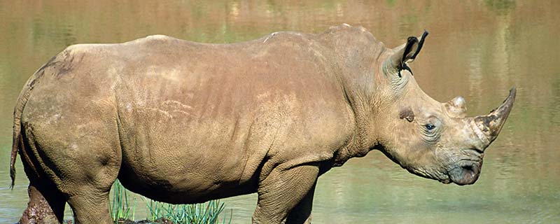 白犀牛5.jpg 白犀牛5.jpg