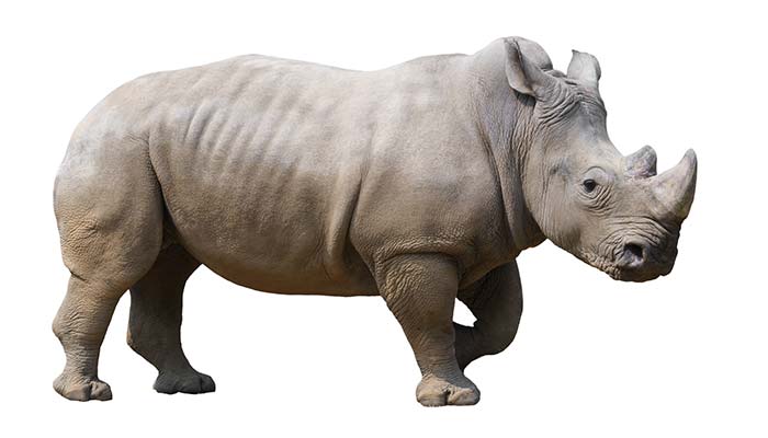 白犀牛1.jpg 白犀牛1.jpg