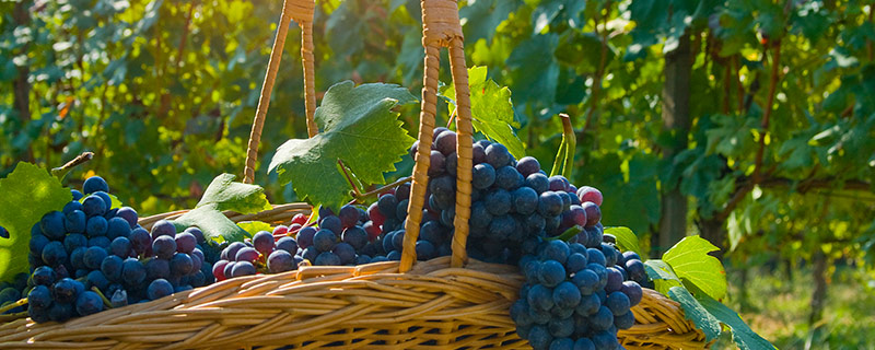 葡萄-21.jpg 葡萄-21.jpg