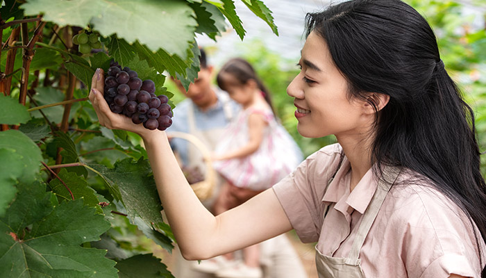 葡萄--23.jpg 葡萄--23.jpg