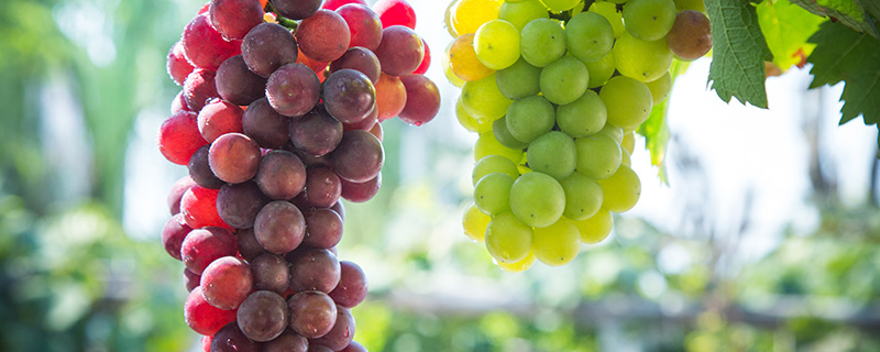 葡萄-17.jpg 葡萄-17.jpg