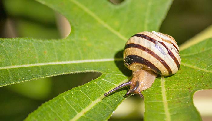 鳞角腹足蜗牛4.jpg 鳞角腹足蜗牛4.jpg