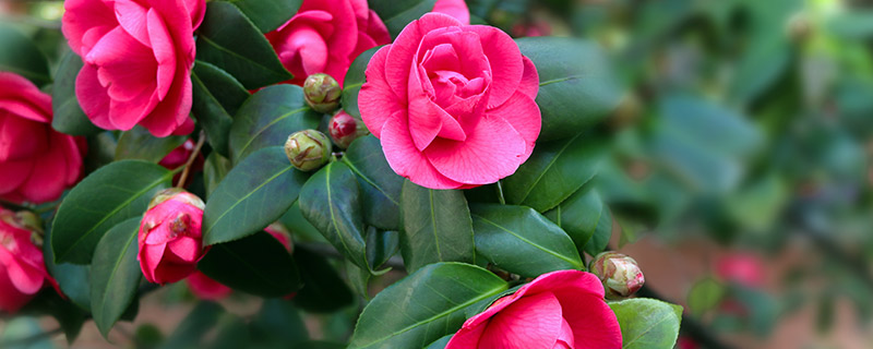 红山茶2.jpg 红山茶2.jpg