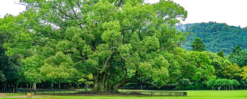 树木-30.jpg 树木-30.jpg