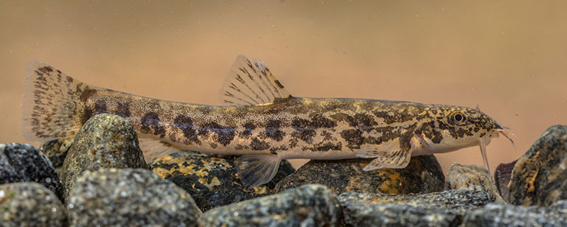 泥鳅3.jpg 泥鳅3.jpg