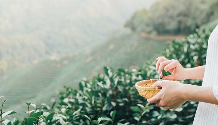 绿茶17.jpg 绿茶17.jpg