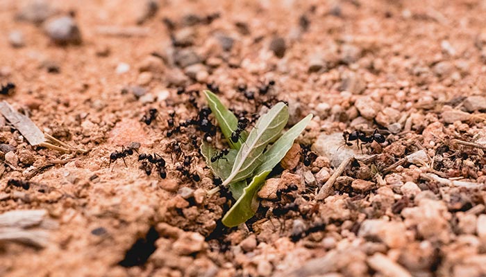 蚂蚁-19.jpg 蚂蚁-19.jpg